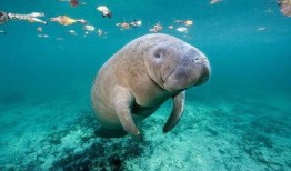 9月神奇动物爆料最新,神秘生物齐聚，奇幻世界再掀波澜