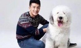 圆梦萌宠模式最新爆料,萌宠养成新篇章即将开启！